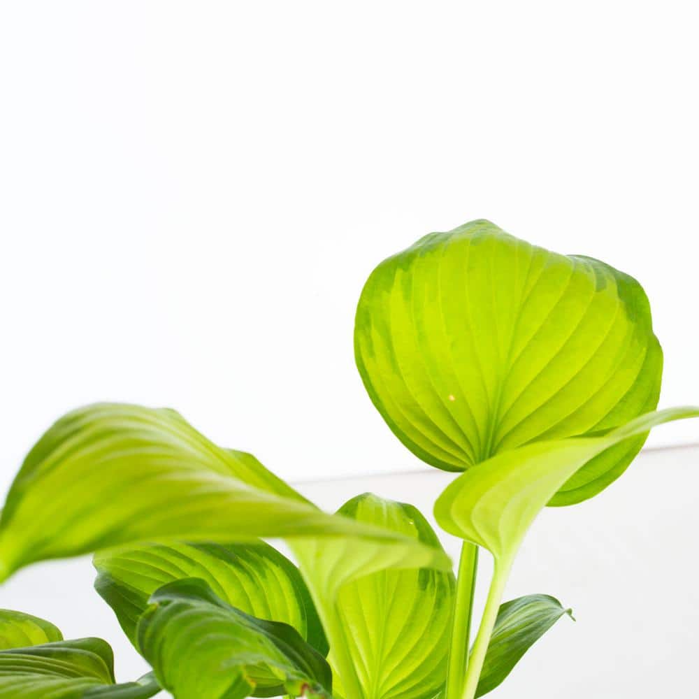 2.5 Qt. Guacamole Hosta Live Plant with Bright Apple Green and Dark Green Variegated Leaves - Hercitys