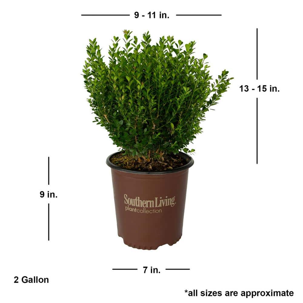 2 Gal. Boxwood Baby Gem, Live Shrub Plant, Glossy Green Foliage - Hercitys