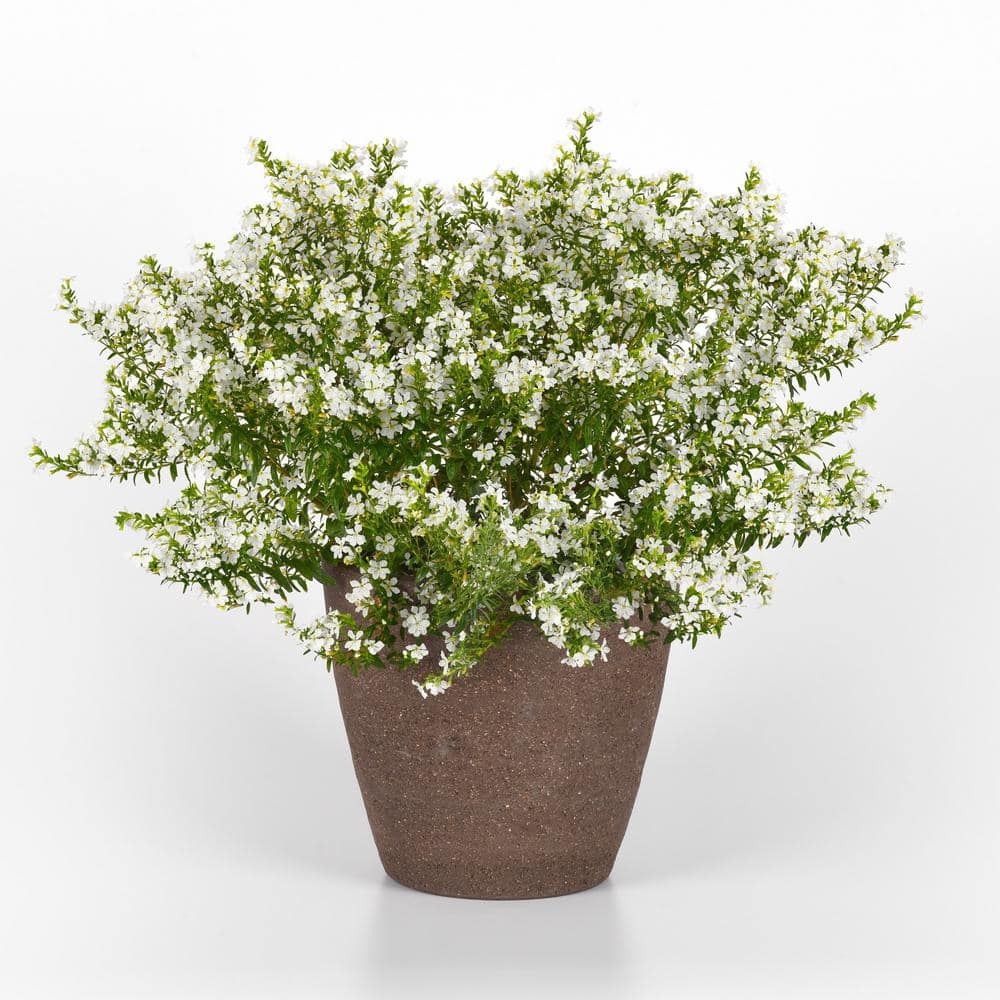 2.5 in. Cuphea Enchantia White Perennial Plant with White Flowers (3-Pack) - Hercitys