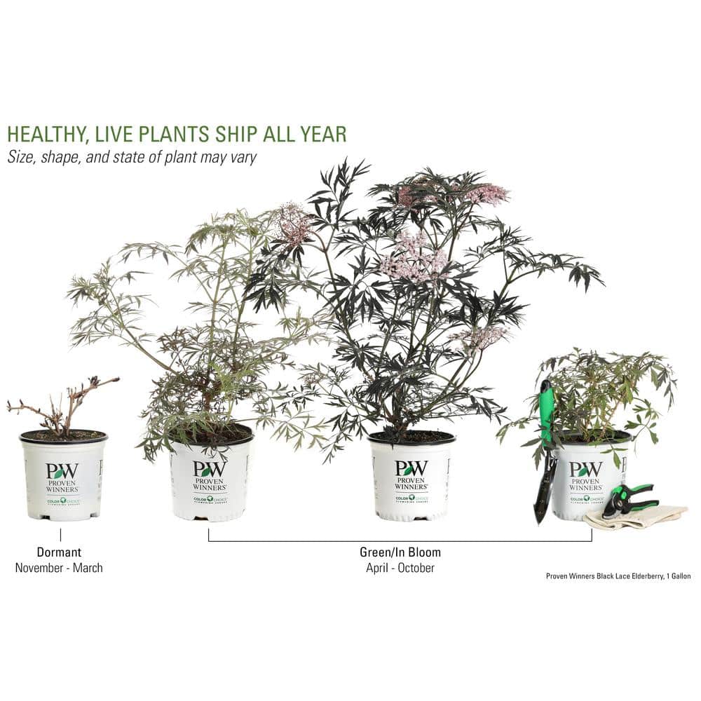 1 Gal. Black Lace Elderberry (Sambucus) Live Shrub, Pink Flowers - Hercitys
