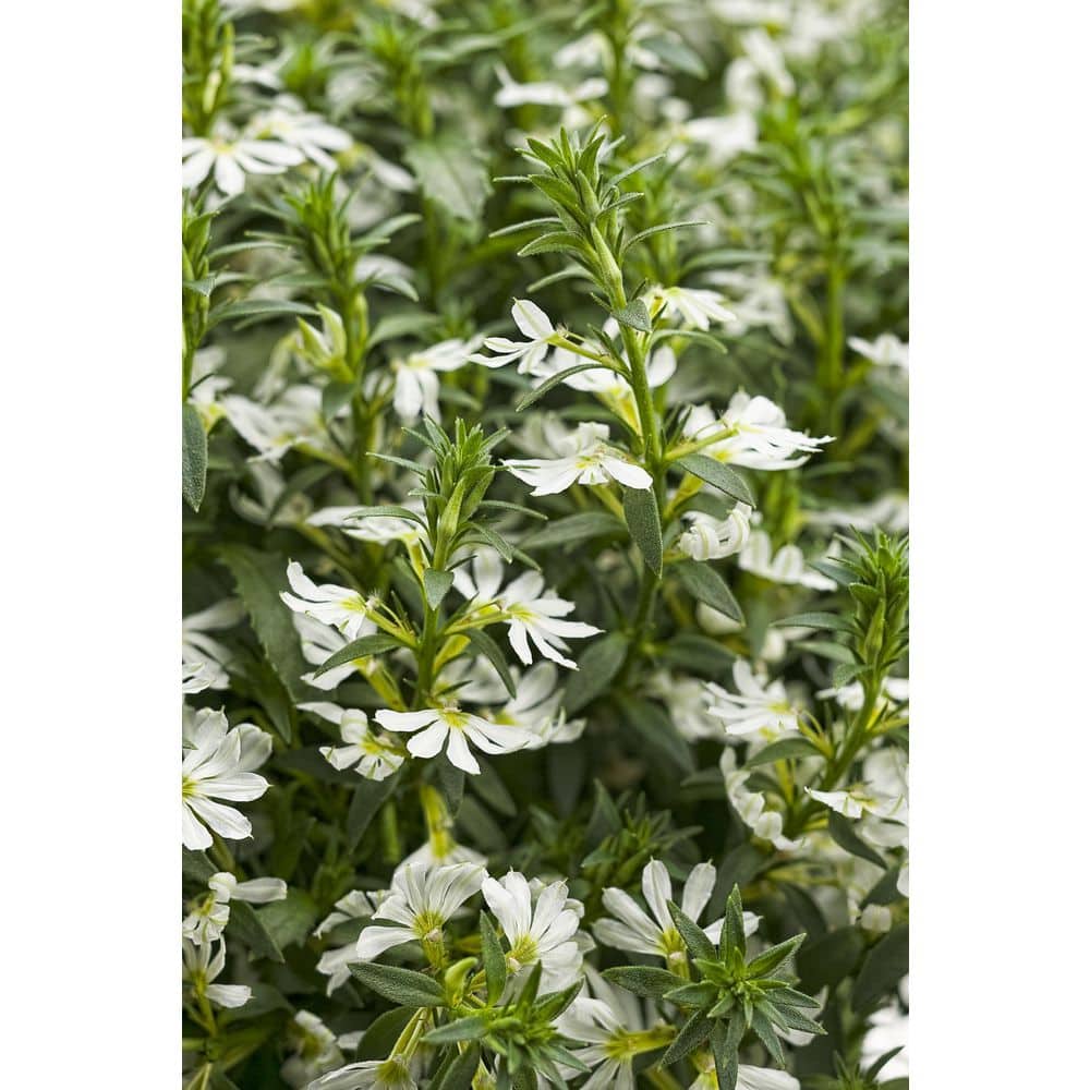4.25 in. Eco+Grande Whirlwind White Fan Flower (Scaevola) Live Plant, White Flowers (4-Pack) - Hercitys