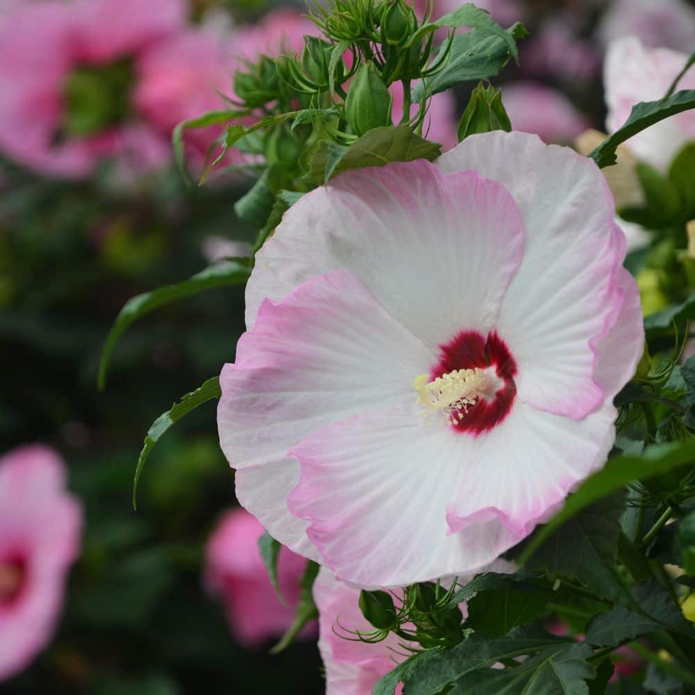 2 Gal. Summerific Ballet Slippers Rose Mallow (Hibiscus Hybrid) Live Perennial Plant with White Flowers - Hercitys