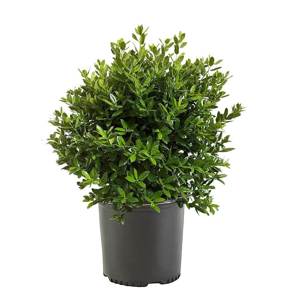 2.25 Gal. Needlepoint Holly Shrub with Dark Green Foliage - Hercitys