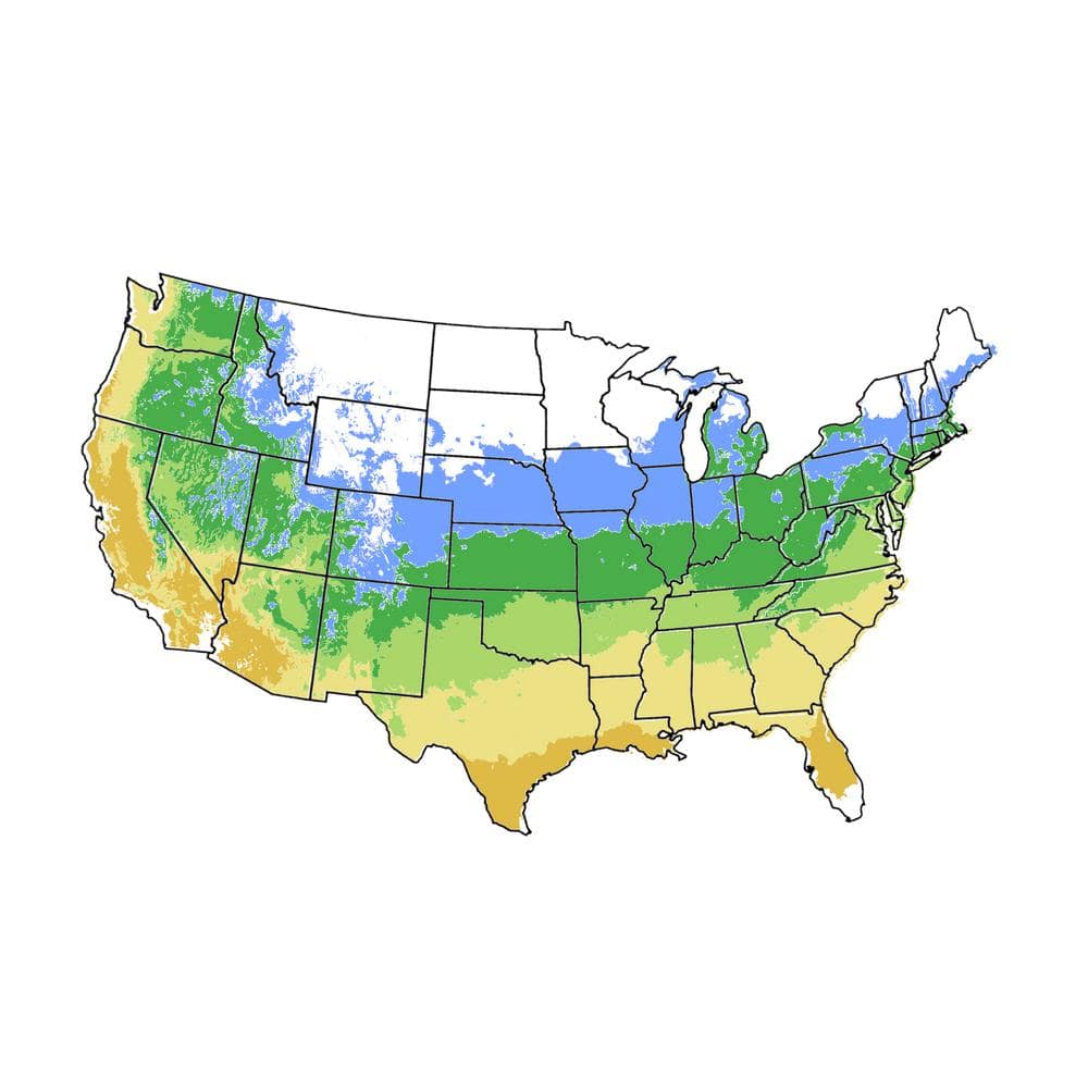 5 Gal. Black Republican Fruiting Cherry Tree - Hercitys