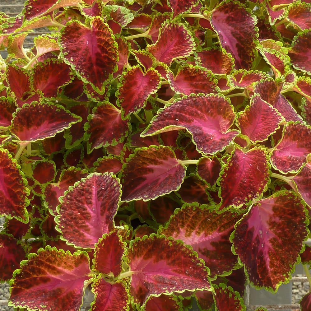 3.25 in. Coleus Party Time Pink Berry Annual Plant (3-Pack) - Hercitys