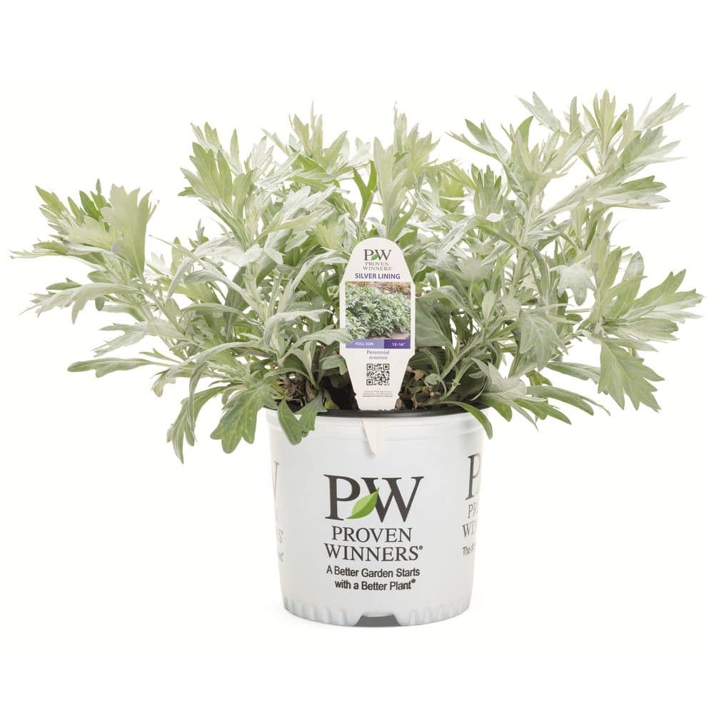 0.65 Gal. Silver Lining White Sagebrush Live Perennial Plant, Yellow Flowers (1-Pack) - Hercitys