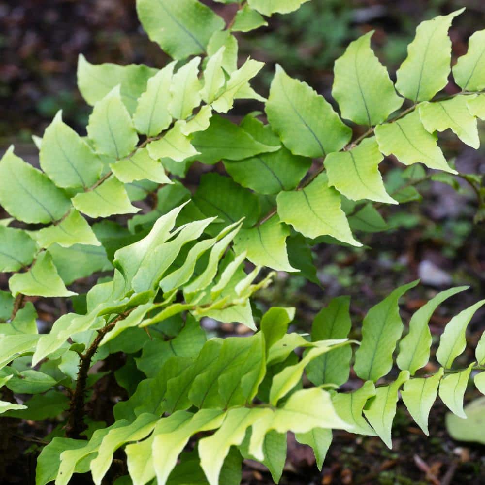 2 QT. Holly Fern (Cyrtomium Falcatum) Garden Perennial Shrub Plant in Grower Pot - Hercitys