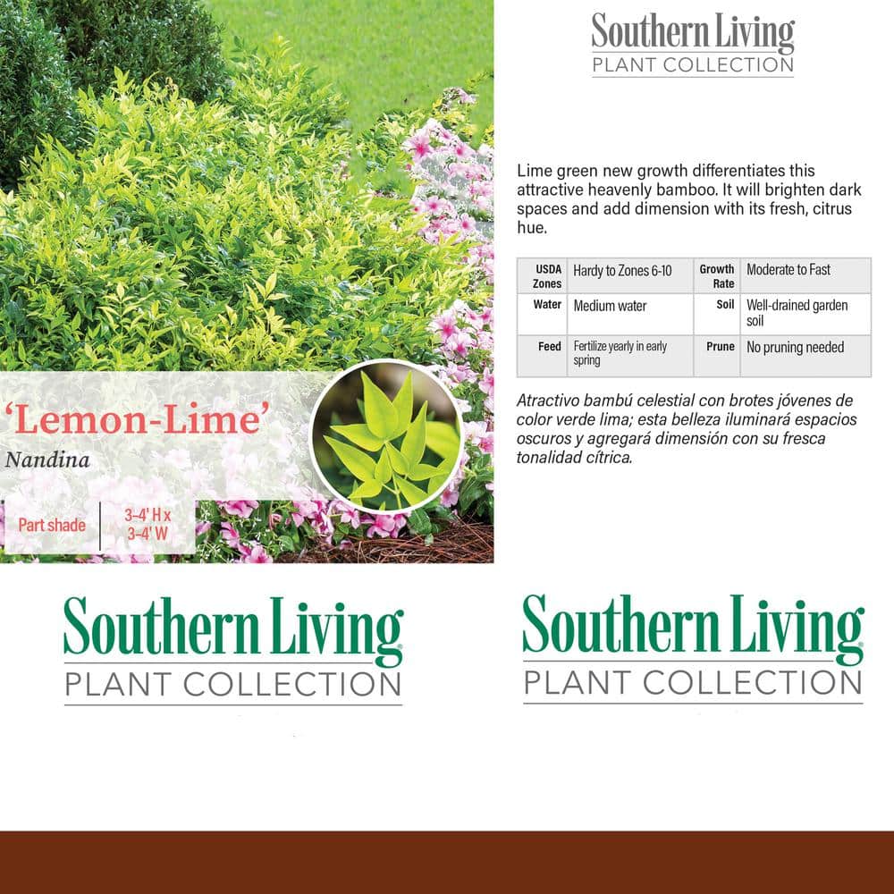 2 Gal. Lemon Lime Nandina Shrub with Lime Green Foliage - Hercitys