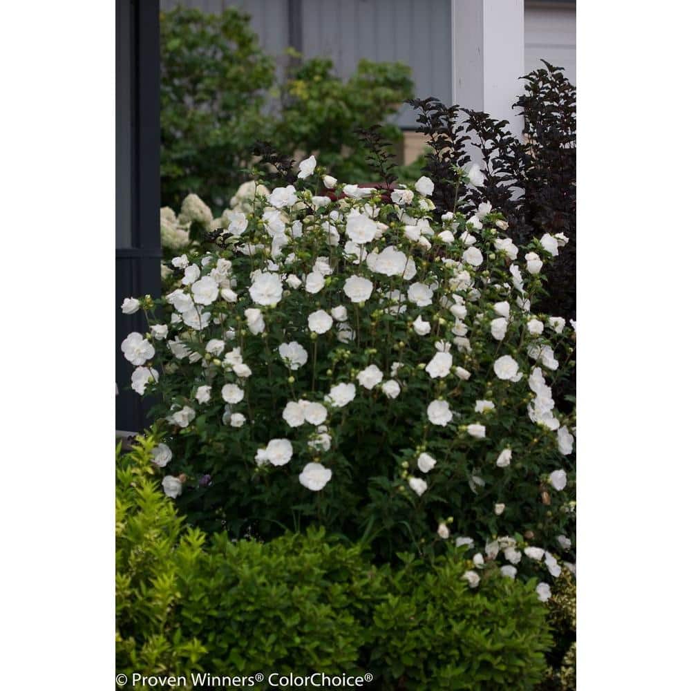 4.5 in. qt. White Chiffon Rose of Sharon (Hibiscus) Live Shrub, White Flowers - Hercitys