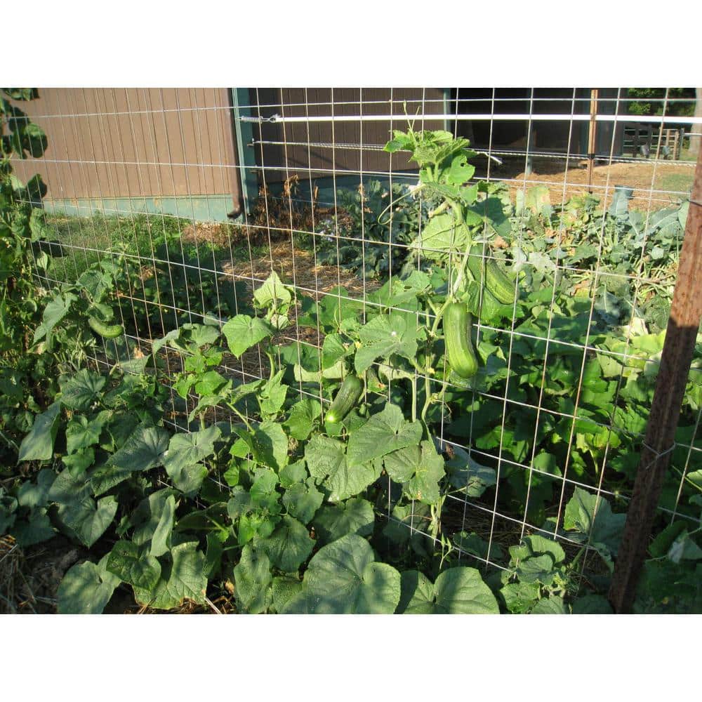 30 in. H x 10 ft. L 16-Gauge 1 x 1/2 in. Mesh Galvanized Steel Cage Wire Garden Fence - Hercitys