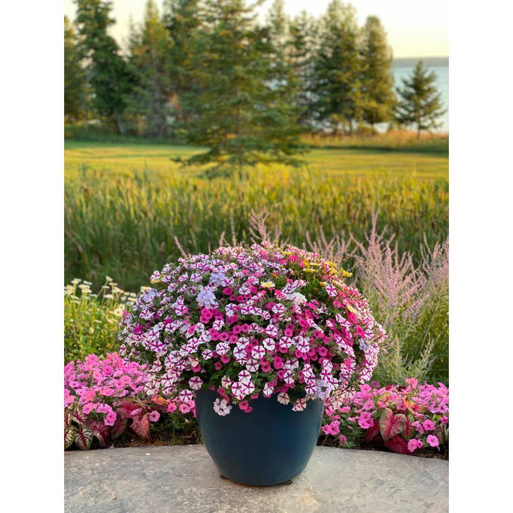 4.25 in. Eco Plus Grande, Supertunia Mini Vista Hot Pink (Petunia), Live Annual Plant, with Pink Flowers (4-Pack) - Hercitys