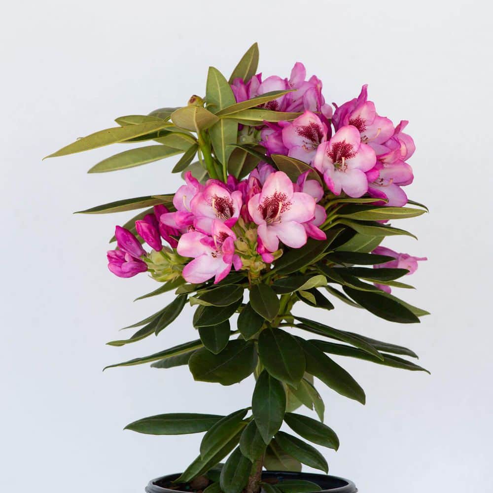 2.5 Qt. Radiance Southgate Rhododendron, Live Evergreen Shrub, Deep Lavender Buds open to Light Purple Blooms - Hercitys