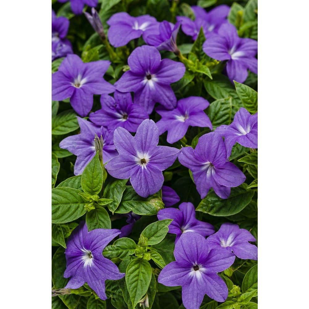 4.25 in. Eco+Grande Endless Illumination (Browallia) Live Plant, Blue-Purple Flowers 4-Pack - Hercitys