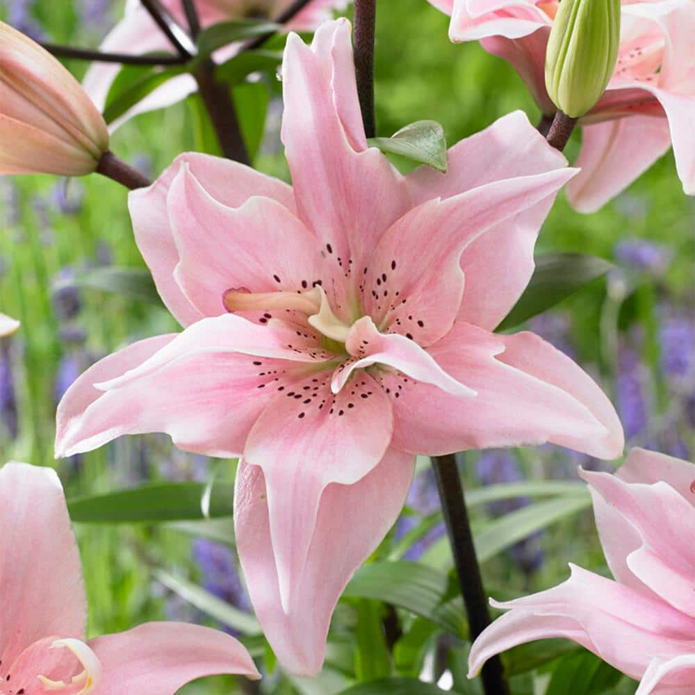 14/16cm, Double Elodie Asiatic Lily Flower Bulbs (Bag of 2) - Hercitys