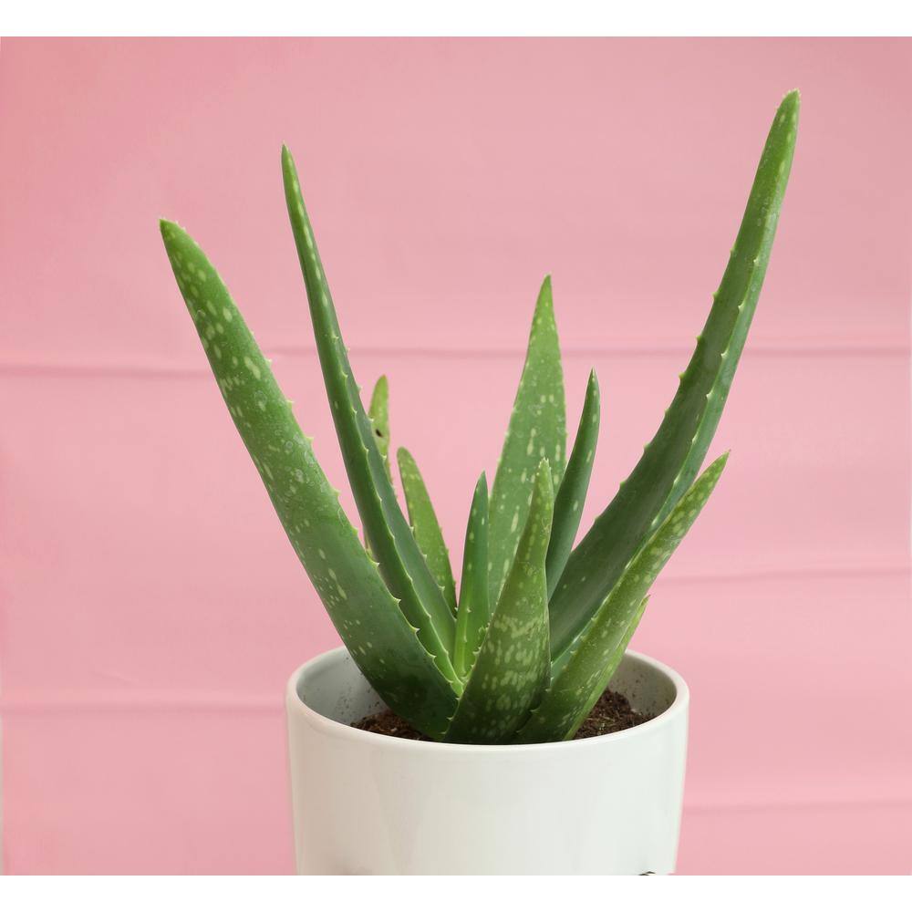 3.5 in. Aloe Vera Plant - Hercitys