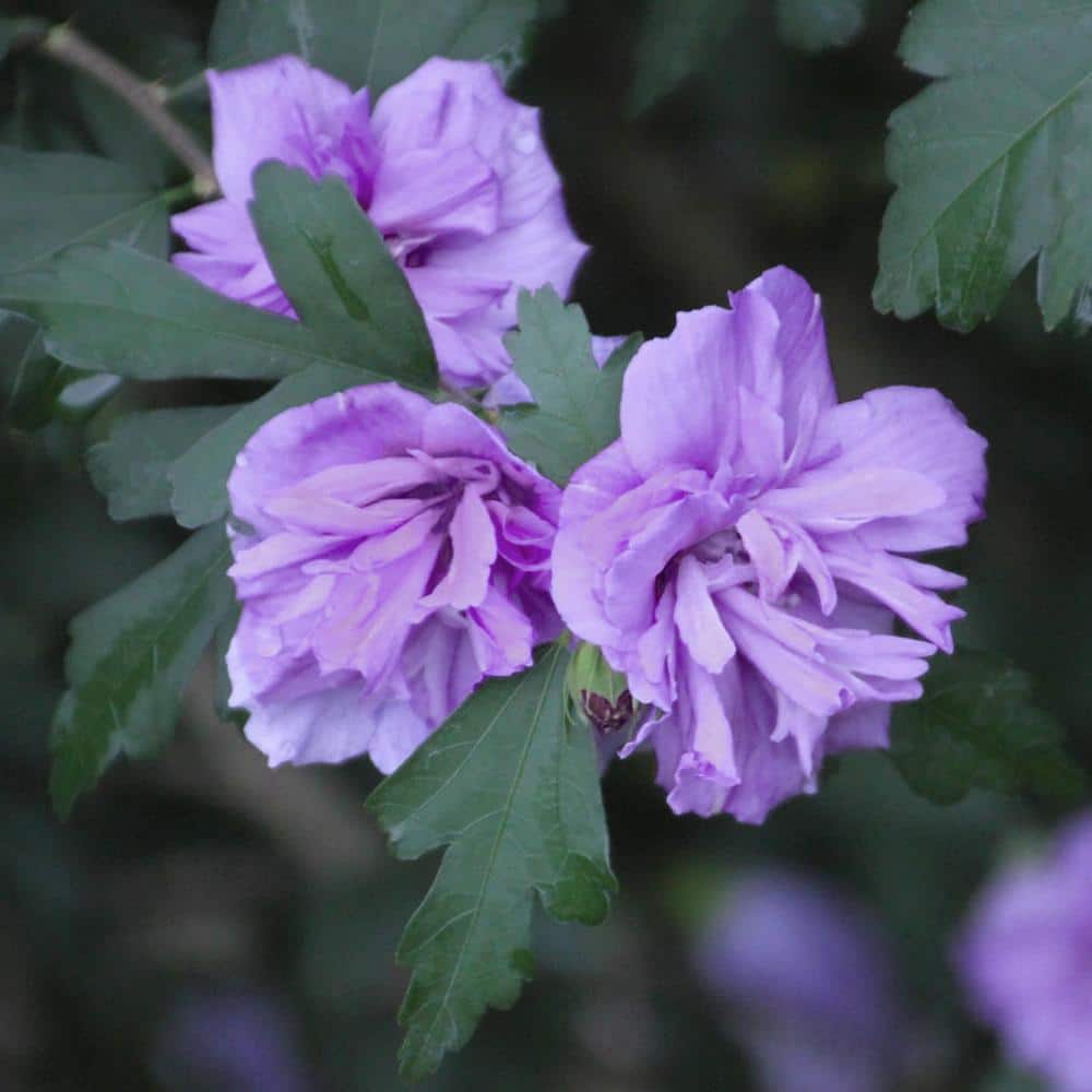 2 Gal. Hibiscus Blueberry Smoothie Shrub with Purple Flowers - Hercitys