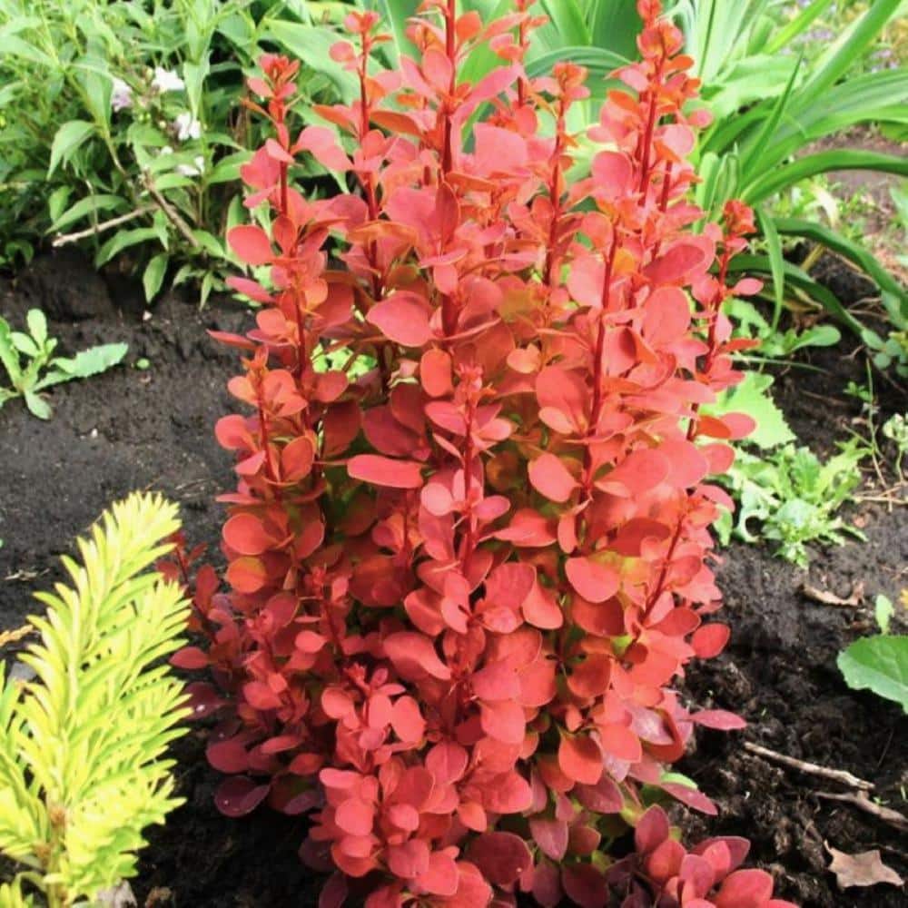 2.0 Gal. Barberry ‘Orange Rocket’ Berberis t. ‘Orange Rocket’ Shrub with Bright Orange Foliage - Hercitys
