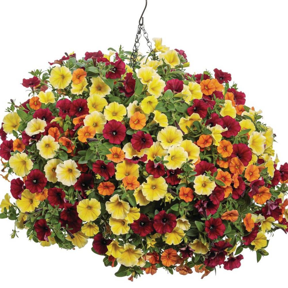 4.25 in. Eco+ Grande Supertunia Saffron Finch (Petunia Hybrid) Live Annual Plant with Yellow Flowers 4-Pack - Hercitys