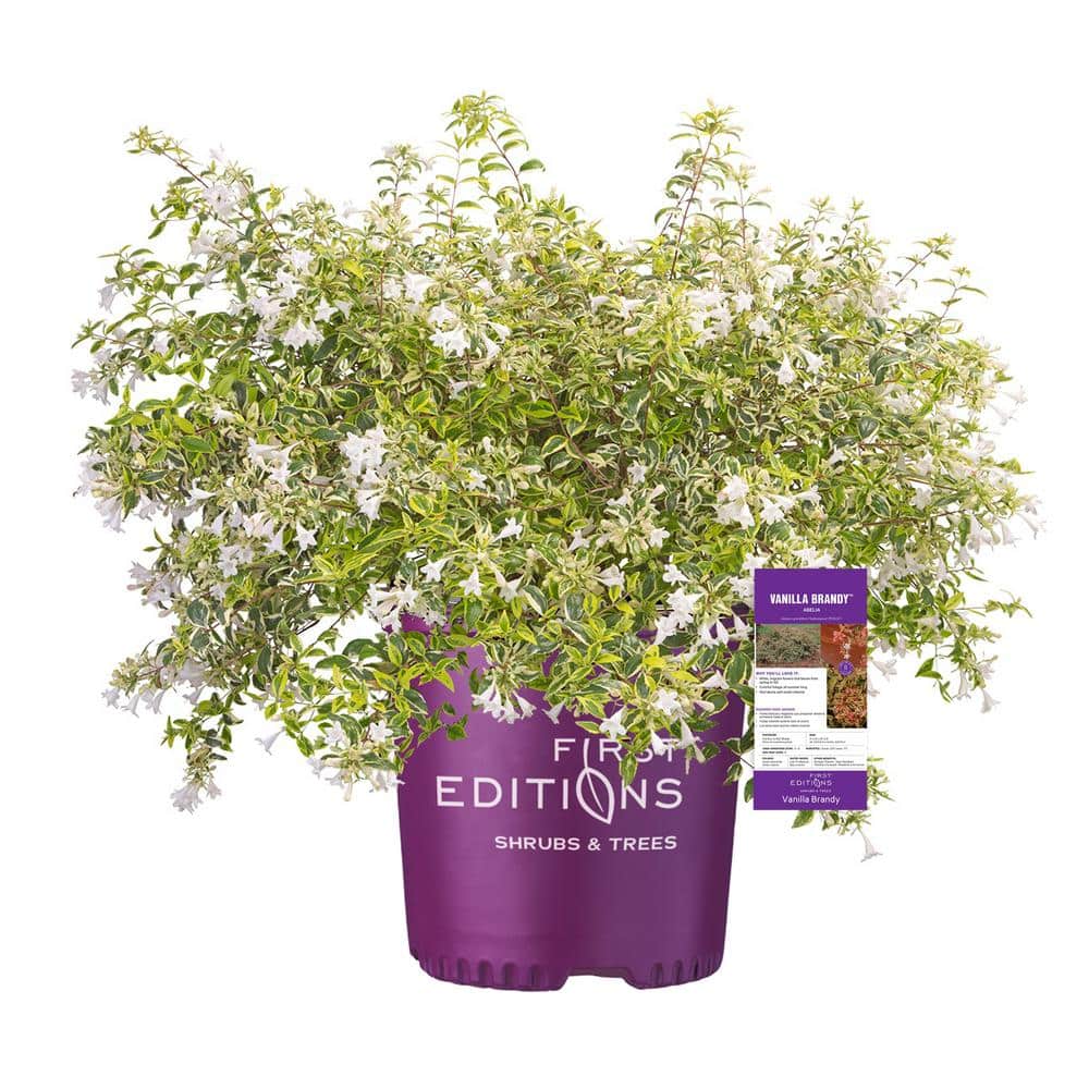 2 Gal. Vanilla Brandy Abelia Shrub with White Blooms - Hercitys