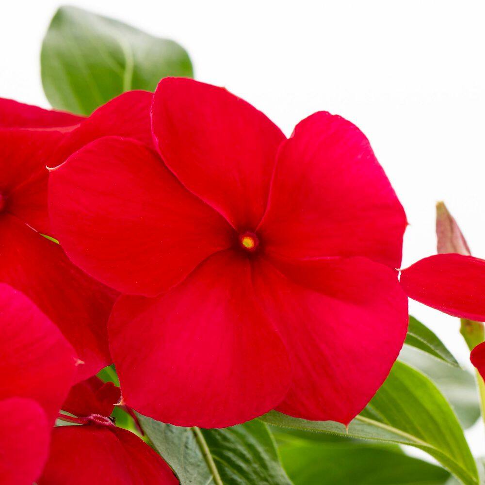 2 qt. Vinca Red Annual Plant (3-Pack) - Hercitys
