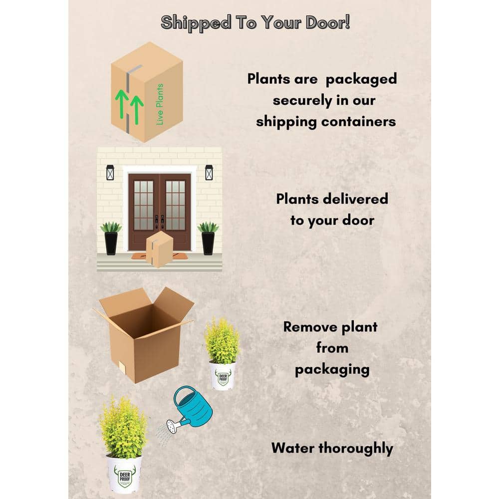 2 Gal. Sunjoy Gold Pillar Barberry Shrub with Vivid Gold Foliage - Hercitys