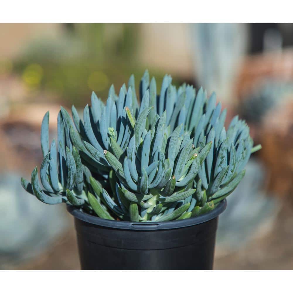 1 Gal. Senecio Mandraliscae Blue Chalk Sticks in Grow Pot Single - Hercitys