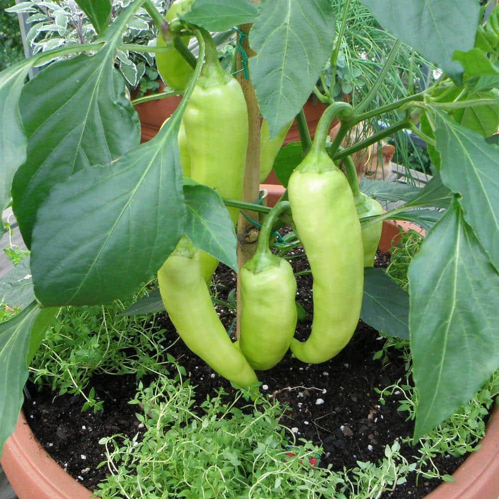 19 oz. Sweet Banana Pepper Plant (2-Pack) - Hercitys