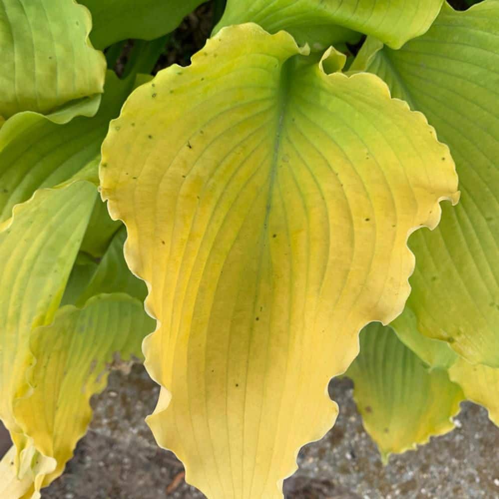 0.65 Gal. Shadowland Echo the Sun Hosta (Hosta Hybrid) Live Perennial Plant with Chartreuse Yellow Foliage - Hercitys