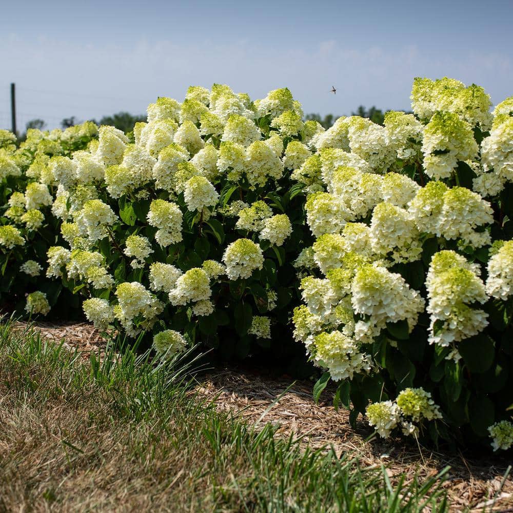 2 Gal. Little Hottie Panicle Hydrangea Flowering Shrub with Pure White Flowers - Hercitys