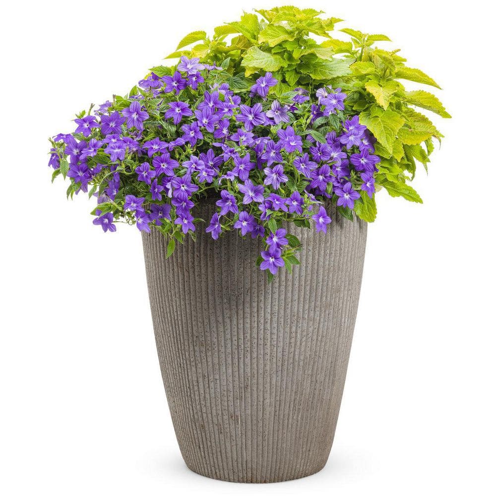 4.25 in. Eco+Grande Endless Illumination (Browallia) Live Plant, Blue-Purple Flowers 4-Pack - Hercitys
