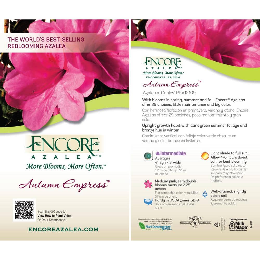 3 Gal. Autumn Empress Shrub with Medium Pink Reblooming Flowers - Hercitys