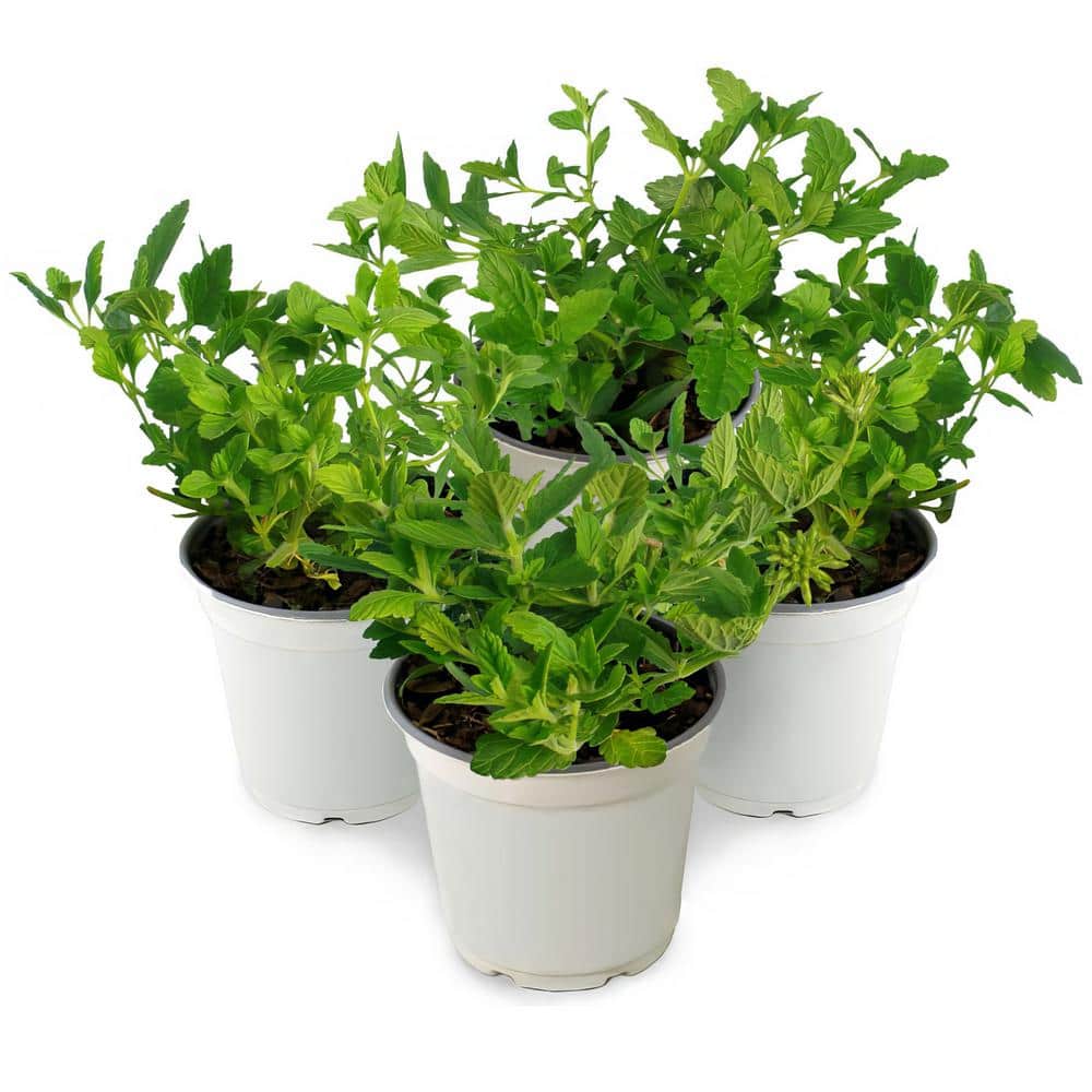 4 in. Star Bright Mix Pink-Red-Lavender Pentas Plant (4-Piece) - Hercitys