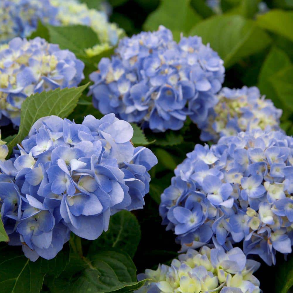 2 Gal. Dear Dolores Hydrangea(Macrophylla) Live Deciduous Shrub, Pink or Blue Mophead Blooms - Hercitys