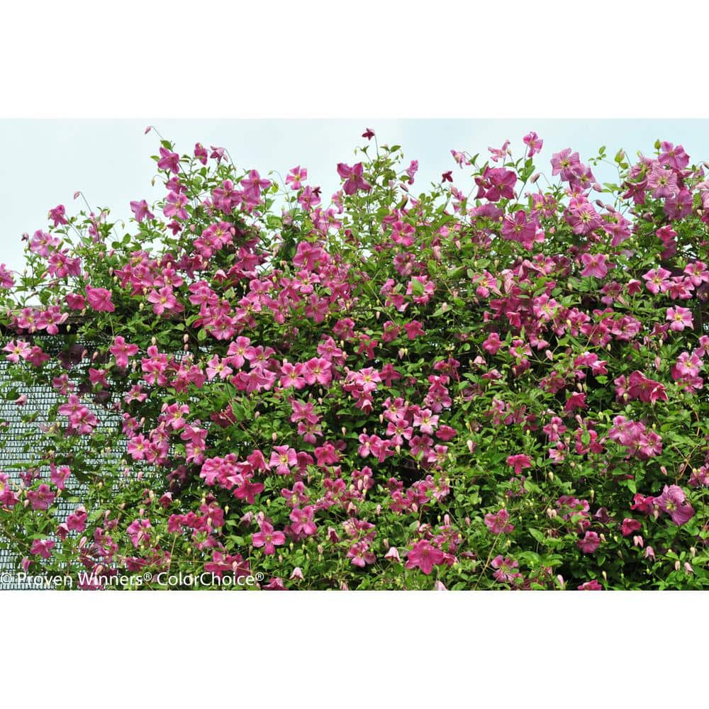 4.5 in. qt. Pink Mink (Clematis) Live Shrub, Pink Flowers - Hercitys