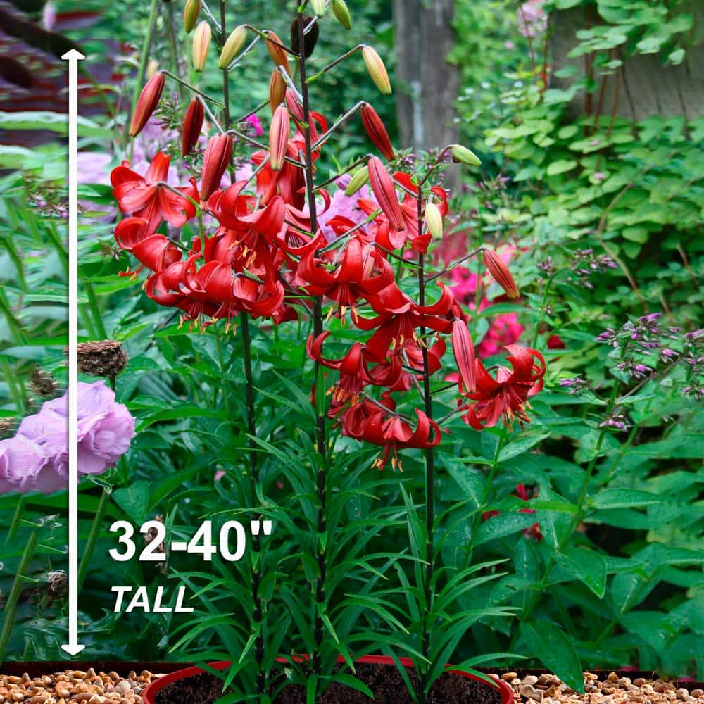 14 cm/16 cm, Asiatic Lily Red Velvet Flower Bulbs (Bag of 10) - Hercitys