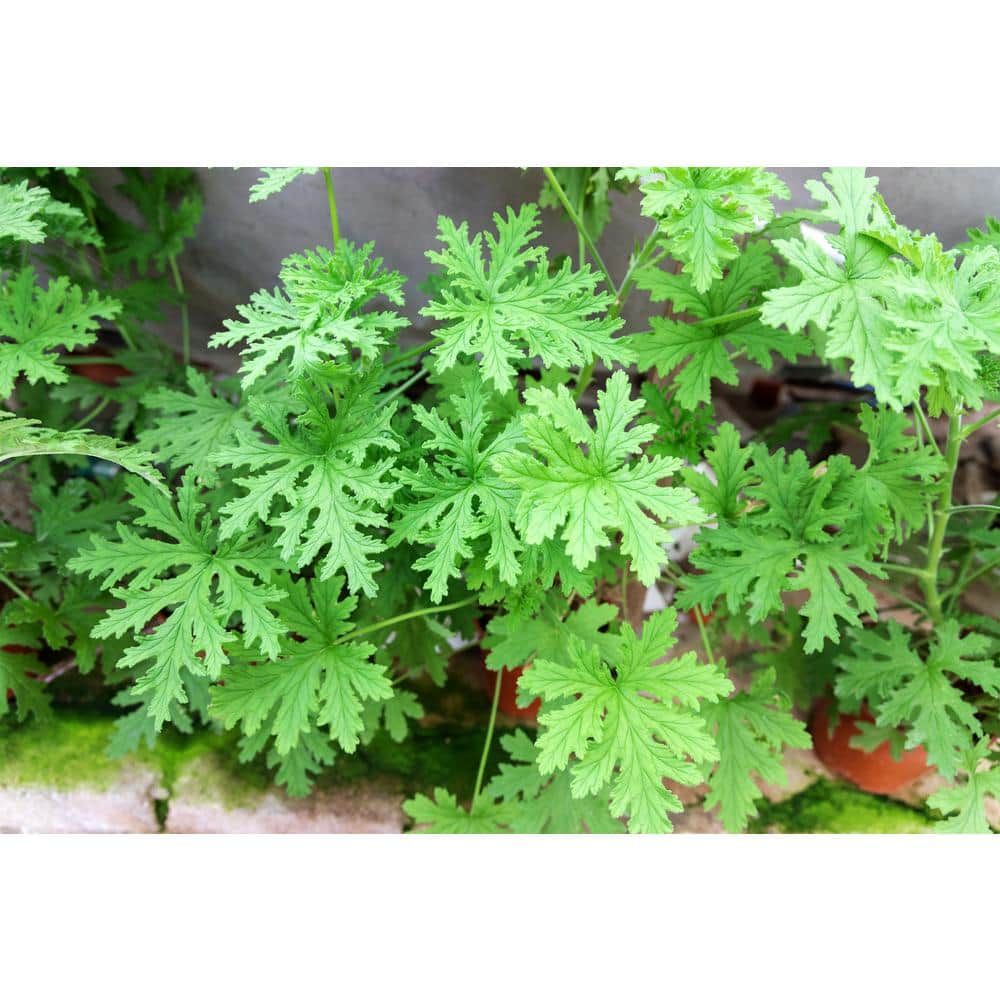 2 in. Pot Citronella Live Plant (2-Packet), Green Foliage - Hercitys