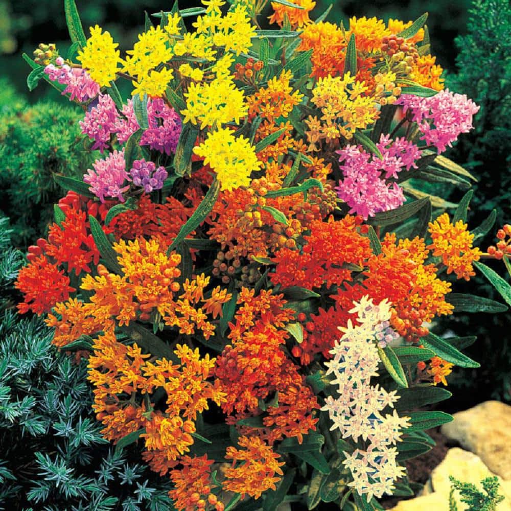 2.5 qt. Asclepias Butterfly Weed Plant Gold Flower in Grower’s Pot (2-Packs) - Hercitys