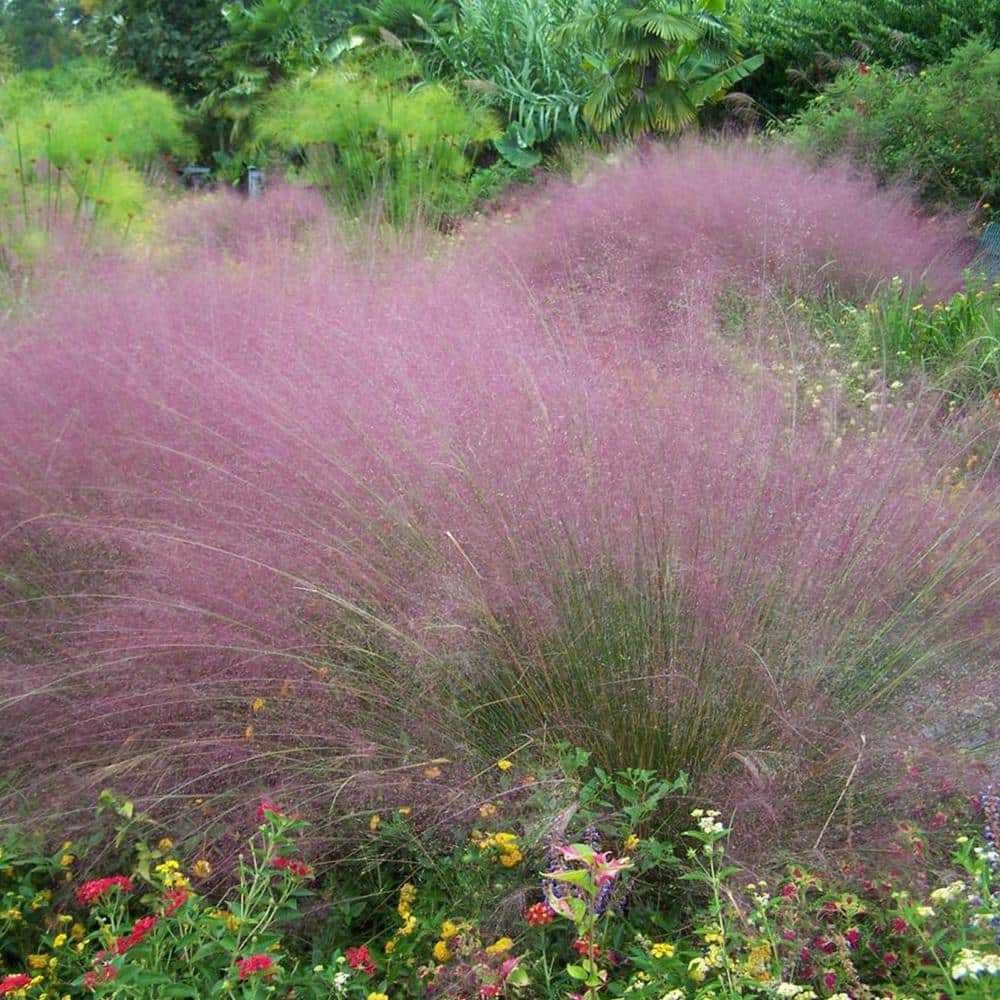 3 Gal. Pink Muhly Grass (2-Pack) - Hercitys