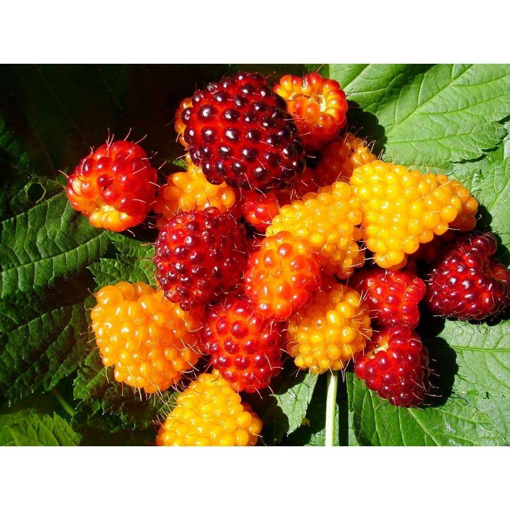 1 Gal. Salmonberry Native Shrub with Golden Sweet Fruit Similar to Raspberry - Hercitys
