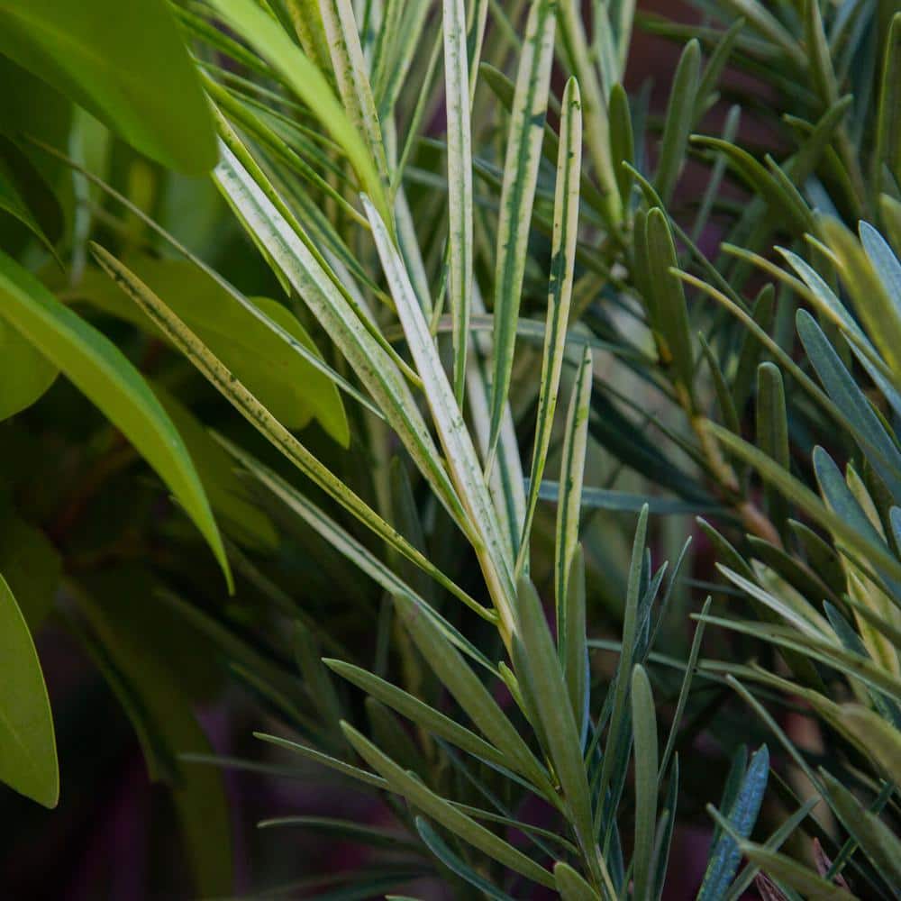 2 Gal. – Roman Candle Podocarpus Live Evergreen Shrub with Light Green/White New Foliage - Hercitys