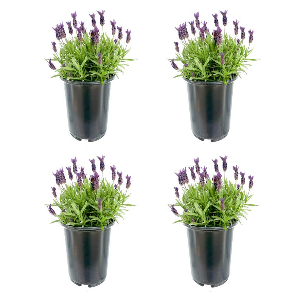 2.5 qt. Perennial Lavender stoechas Spanish Purple (4-Pack) - Hercitys