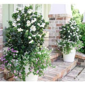 2 Gal. Diamond Spire Gardenia Shrub with Fragrant White Flowers - Hercitys