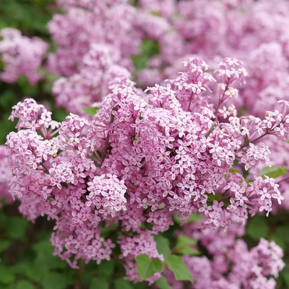 4.5 in. qt. Bloomerang Purpink Reblooming Lilac (Syringa) Flowering Shrub with Purple Pink Flowers - Hercitys