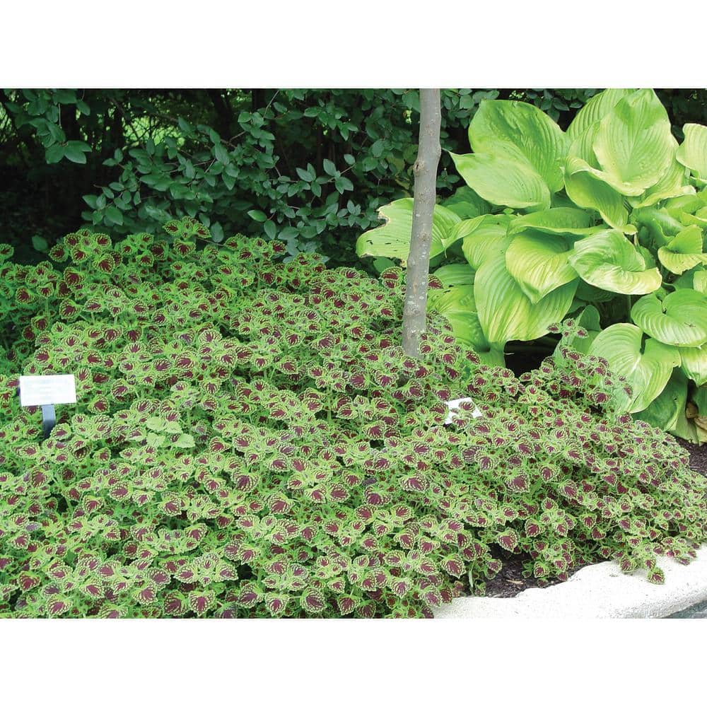 4.25 in. Eco+Grande Proven Selections Chocolate Drop Coleus (Solenostemon) Live Plant, Green and Crimson Foliage 4-Pack - Hercitys