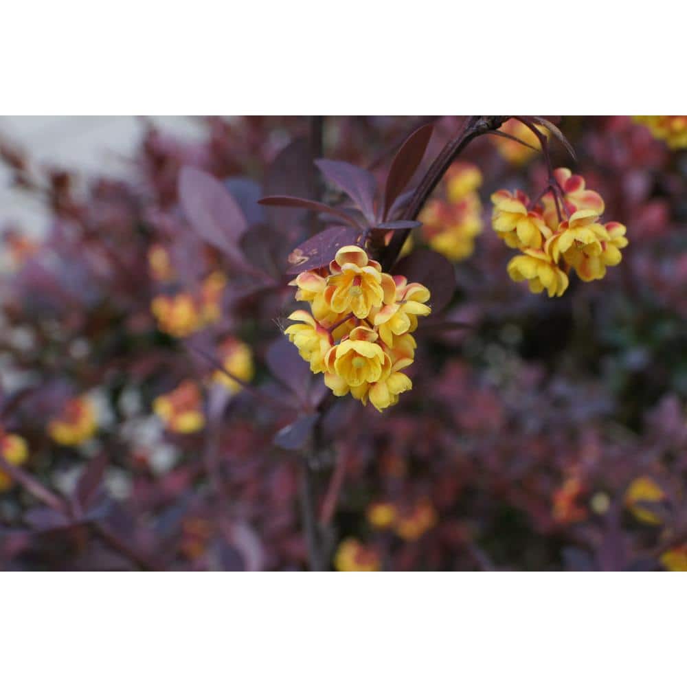 1 Gal. Crimson Pygmy Dwarf Japanese Barberry Shrub Rich Purple Foliage, Compact Growth, Beautiful Red Berries - Hercitys