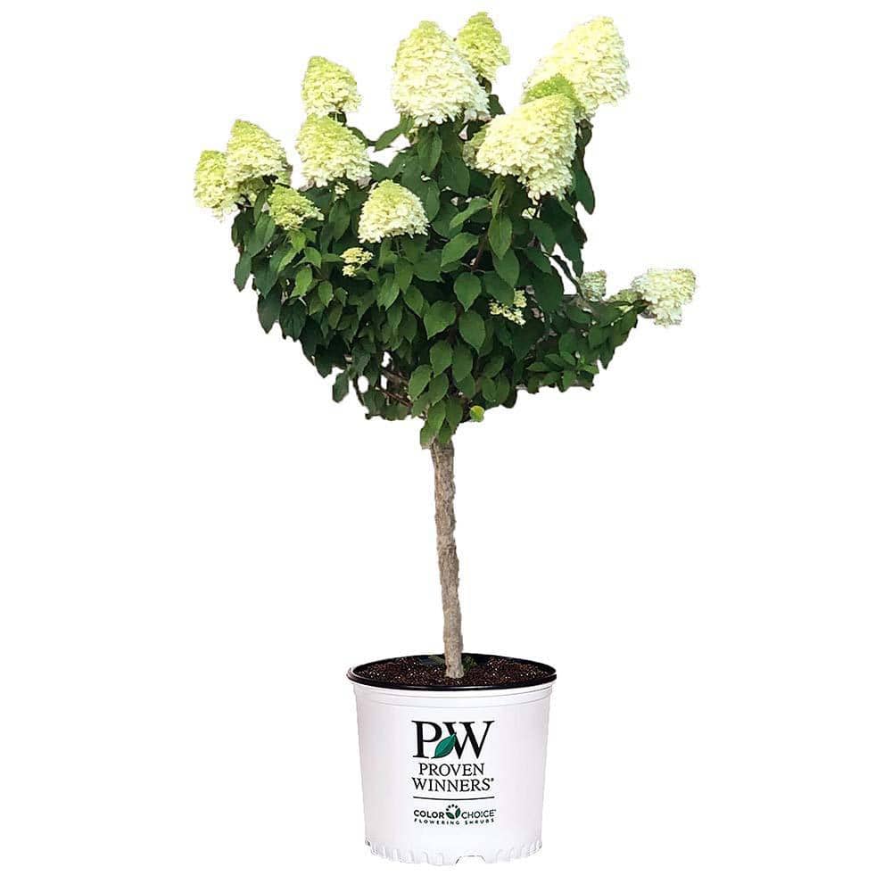 3 Gal. Limelight Hydrangea Shrub Tree Form with Green to Pink Flowers - Hercitys