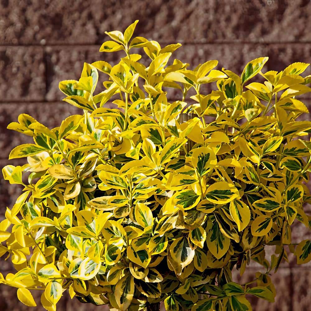 2.25 Gal. Euonymus Golden Flowering Shrub with White Blooms - Hercitys