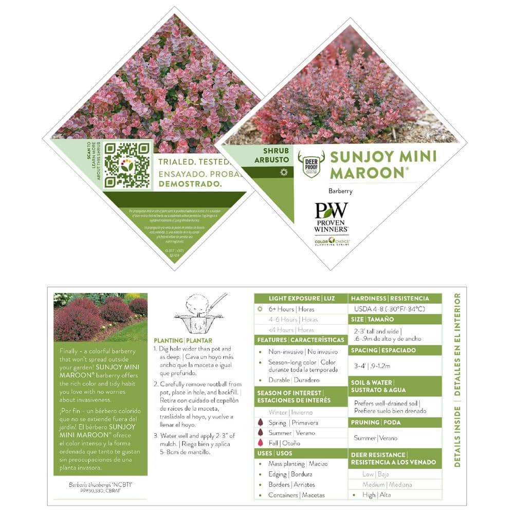 2 Gal. Sunjoy Mini Maroon Barberry Plant with Deep Purple-Red Foliage - Hercitys