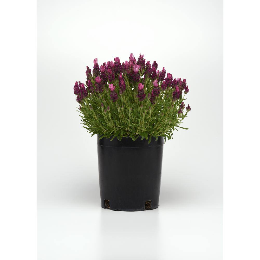1.0 Qt. Perennial Lavender Stoechas Spanish Purple (4-Pack) - Hercitys