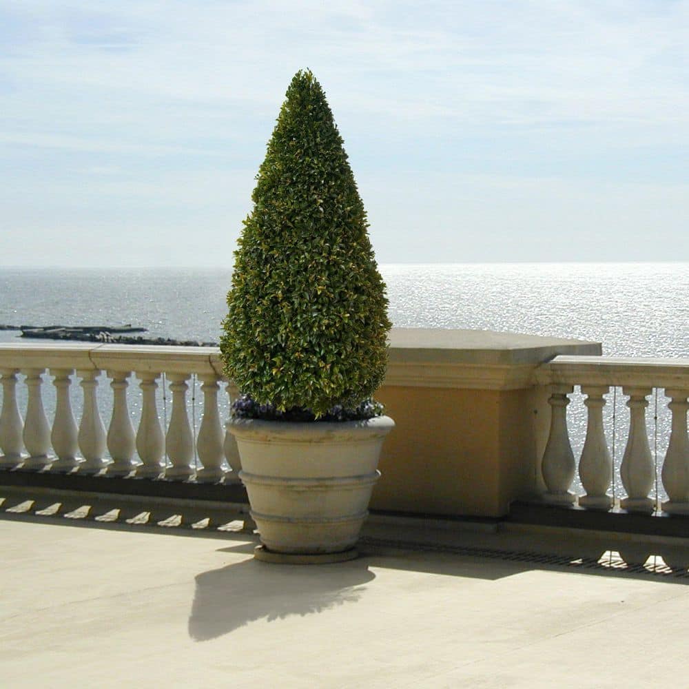 3 Gal. Eugenia Cone Topiary 38 in. - Hercitys